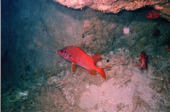 2001 Malezja
